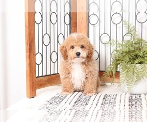 Poochon Puppy for sale in NAPLES, FL, USA