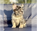 Small Photo #3 French Bulldog Puppy For Sale in NEW YORK, NY, USA