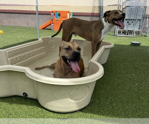 Waffles - Male Bulldog-Unknown Mix Dog for Adoption - Photo #4