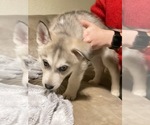 Small Photo #5 Siberian Husky Puppy For Sale in ROSEVILLE, CA, USA