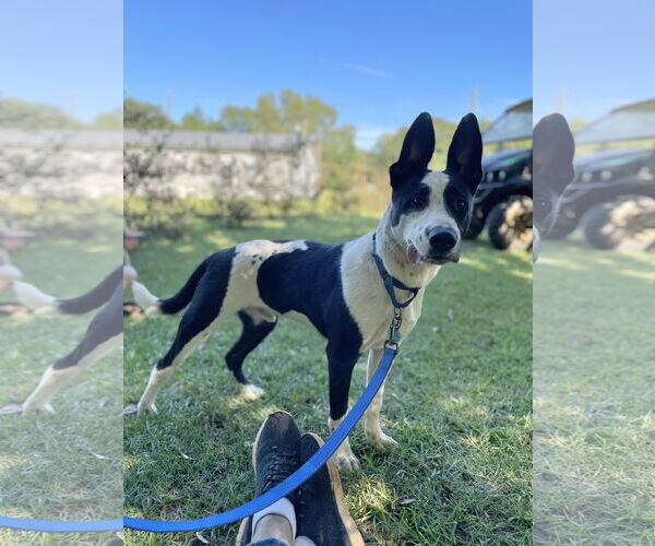 Medium Photo #2 Mutt Puppy For Sale in Rockaway, NJ, USA