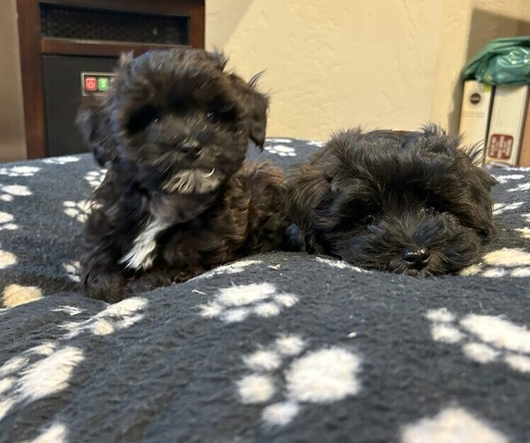 Medium Photo #2 Maltipoo Puppy For Sale in SANGER, CA, USA