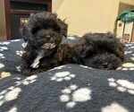 Small #1 Maltipoo