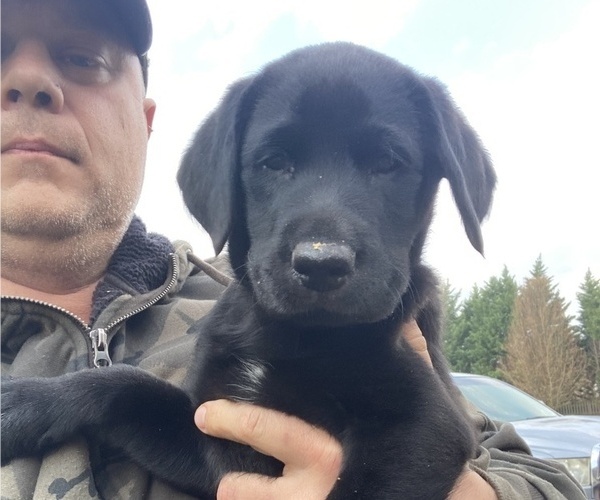 Medium Photo #8 Labrador Retriever Puppy For Sale in MARYVILLE, TN, USA