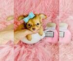 Small #6 Chihuahua