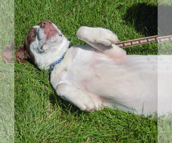 Medium Photo #6 Lab-Pointer Puppy For Sale in Huntley, IL, USA