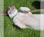 Small #5 Lab-Pointer
