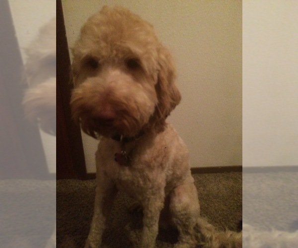 Medium Photo #1 Double Doodle Puppy For Sale in KALISPELL, MT, USA