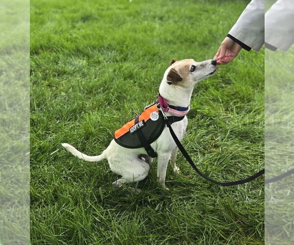 Medium Photo #1 Jack Russell Terrier-Unknown Mix Puppy For Sale in Foristell, MO, USA