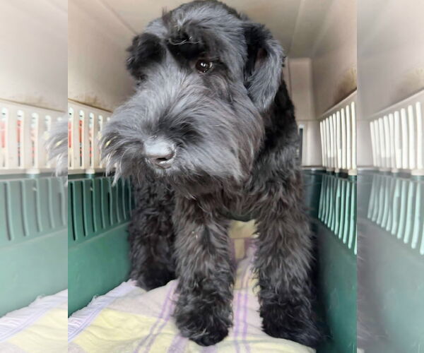 Medium Photo #3 Mutt Puppy For Sale in Farmington, MN, USA