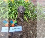 Puppy Sweeties Labradoodle