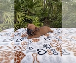 Small Photo #7 Chipin Puppy For Sale in SAINT AUGUSTINE, FL, USA