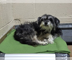Mutt Dogs for adoption in Martinez, CA, USA