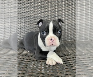 Boston Terrier Puppy for sale in CHARLOTTESVILLE, VA, USA