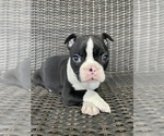 Image preview for Ad Listing. Nickname: Male Boston