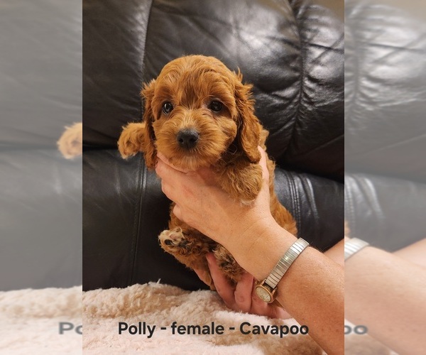 Medium Photo #3 Cavapoo (Miniature) Puppy For Sale in CLARKRANGE, TN, USA
