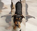 Small Photo #4 Australian Shepherd-German Shepherd Dog Mix Puppy For Sale in Pittstown, NJ, USA
