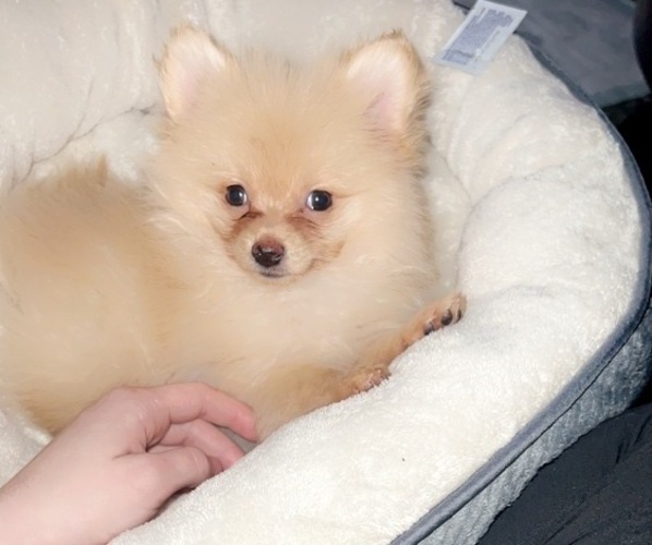 Medium Photo #1 Pomeranian Puppy For Sale in SOUTHAVEN, MS, USA