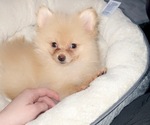 Small Photo #1 Pomeranian Puppy For Sale in SOUTHAVEN, MS, USA