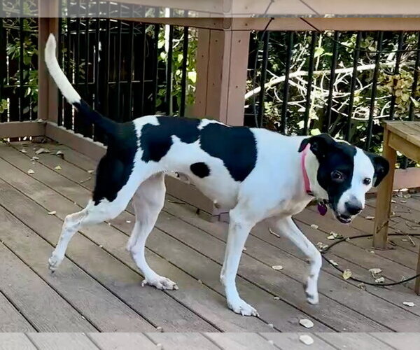 Medium Photo #3 Staffordshire Bull Terrier-Unknown Mix Puppy For Sale in Aurora, CO, USA