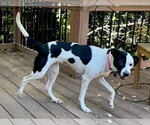 Small Photo #3 Staffordshire Bull Terrier-Unknown Mix Puppy For Sale in Aurora, CO, USA
