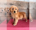 Small #1 Golden Retriever