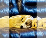 Small #6 Great Pyrenees Mix