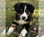 Small Photo #13 Australian Shepherd Puppy For Sale in MORROW, OH, USA
