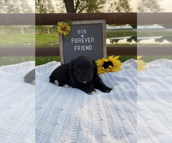 Medium Photo #2 Aussiedoodle Miniature  Puppy For Sale in BLOOMFIELD, IN, USA