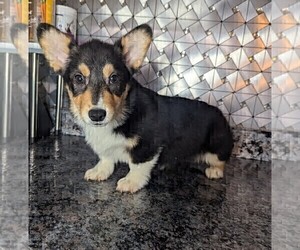 Pembroke Welsh Corgi Puppy for sale in GOSHEN, IN, USA