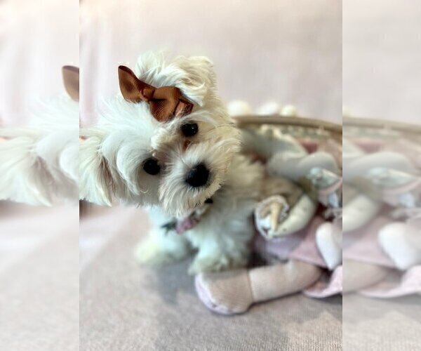 Medium Photo #2 Maltese Puppy For Sale in PEMBROKE PINES, FL, USA