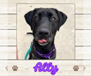 Labrador Retriever Dogs for adoption in Limerick, ME, USA