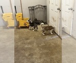 Small Photo #6 Siberian Husky Puppy For Sale in IOWA, LA, USA