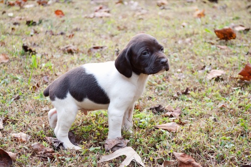 Medium Photo #7 German Shorthaired Pointer Puppy For Sale in PROSPECT, VA, USA