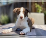 Small Photo #5 Border Collie Puppy For Sale in CUPERTINO, CA, USA