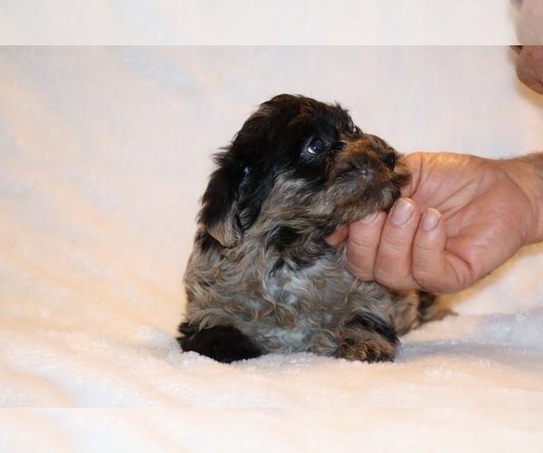 Medium Photo #20 Yorkiepoo mix (+ Poodle Toy) Puppy For Sale in DYERSBURG, TN, USA
