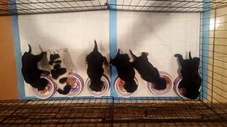 Chorkie Puppy for sale in WEST ORANGE, NJ, USA