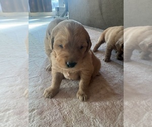 Golden Retriever Puppy for sale in GARDEN VALLEY, CA, USA