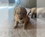 Image preview for Ad Listing. Nickname: Molly