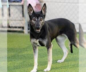 German Shepherd Dog-Unknown Mix Dogs for adoption in Camarillo, CA, USA