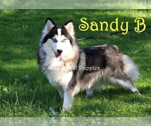 Mother of the Pomsky puppies born on 03/22/2025