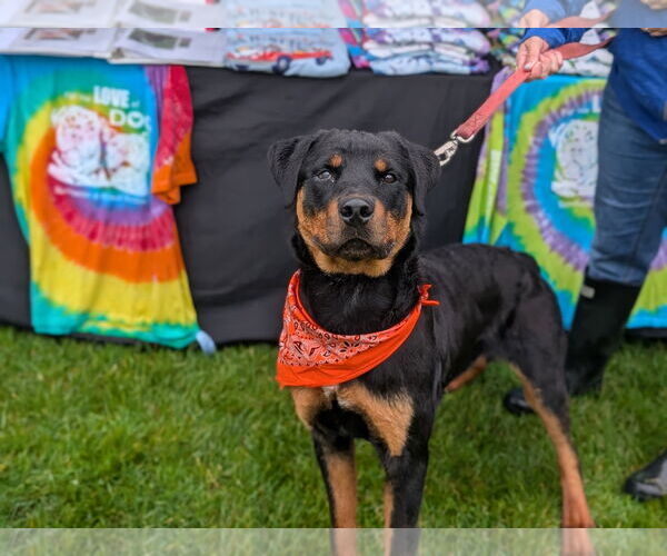 Medium Photo #3 Rottweiler Puppy For Sale in Hillsboro, NH, USA