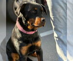 Small Rottweiler Mix