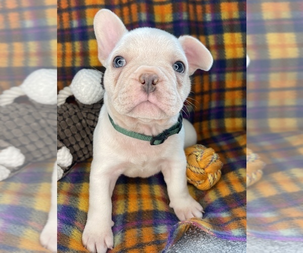 Medium Photo #48 Faux Frenchbo Bulldog Puppy For Sale in HOODSPORT, WA, USA