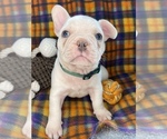 Small Photo #48 Faux Frenchbo Bulldog Puppy For Sale in HOODSPORT, WA, USA