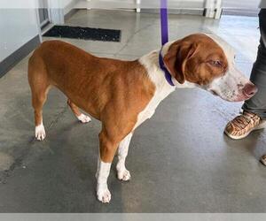 Unknown-Vizsla Mix Dogs for adoption in San Martin, CA, USA