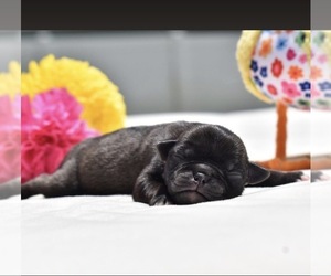 Pug Puppy for sale in PALM COAST, FL, USA
