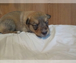 Small Photo #16 Australian Shepherd-Pembroke Welsh Corgi Mix Puppy For Sale in GALLEGOS, NM, USA