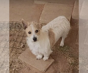 Mutt Dogs for adoption in Cranston, RI, USA