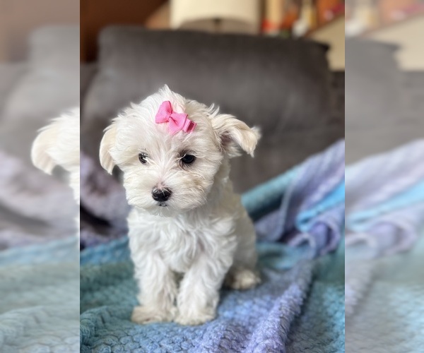 Medium Photo #12 Maltese Puppy For Sale in SEAGROVE, NC, USA
